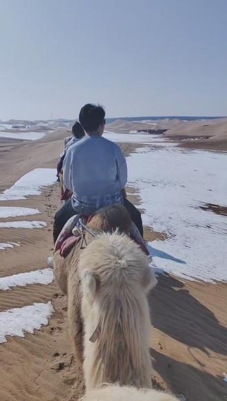 牧民视角下的沙漠骆驼探寻之旅，独特体验与VCR的启示