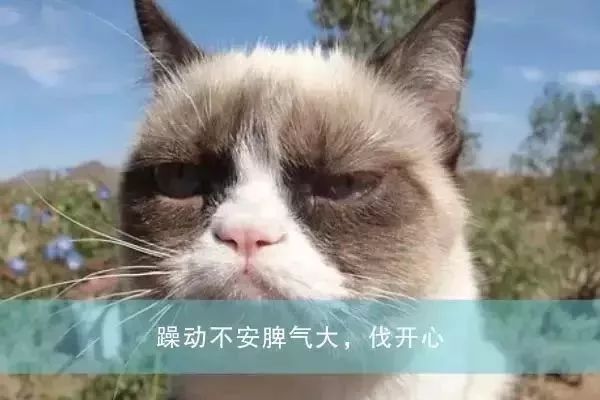 家有丑猫，与三只意外之喜的温馨故事