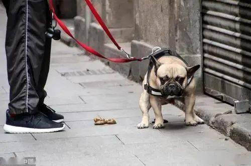 女子遭犬类袭击事件，警惕与反思，司机鸣笛驱赶背后的思考