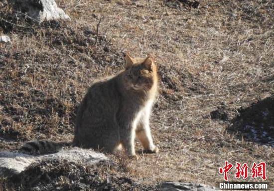 九寨沟发现荒漠猫，自然生态的新里程碑