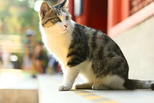 游客观赏熊猫受综艺节目录制影响