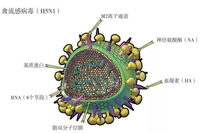 滤过性病毒，深度解析与应对策略