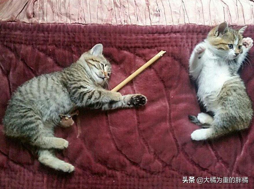 小伙被流浪猫咬伤，发高烧几近失明