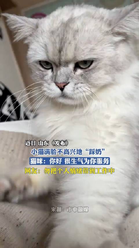 猫，很不高兴为您服务