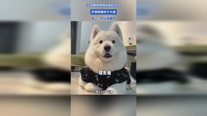 理发前后的萨摩耶与白色柴犬，萨摩耶与白色柴犬的理发前后对比，萨摩耶和白色柴犬的理发变化，萨摩耶与白色柴犬的发型对比，萨摩耶和白色柴犬的理发效果