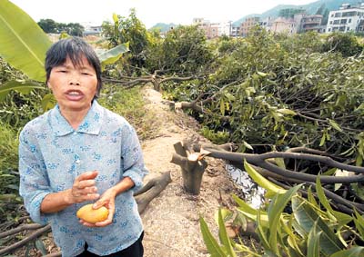 福州村民果树被砍光，上百棵果树一夜消失