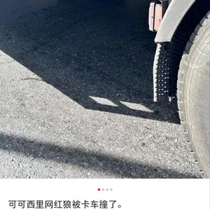 网红狼遭遇大货车意外压死，安全性能引发质疑