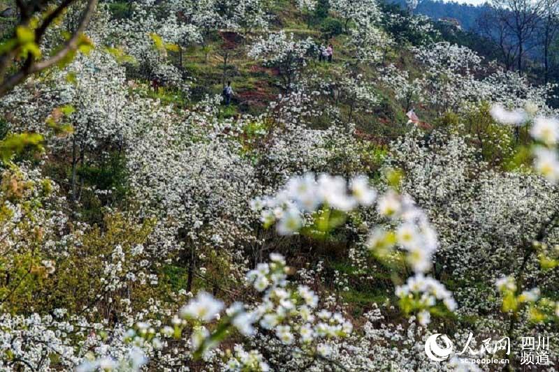 梨花村新项目启动，重塑乡村魅力