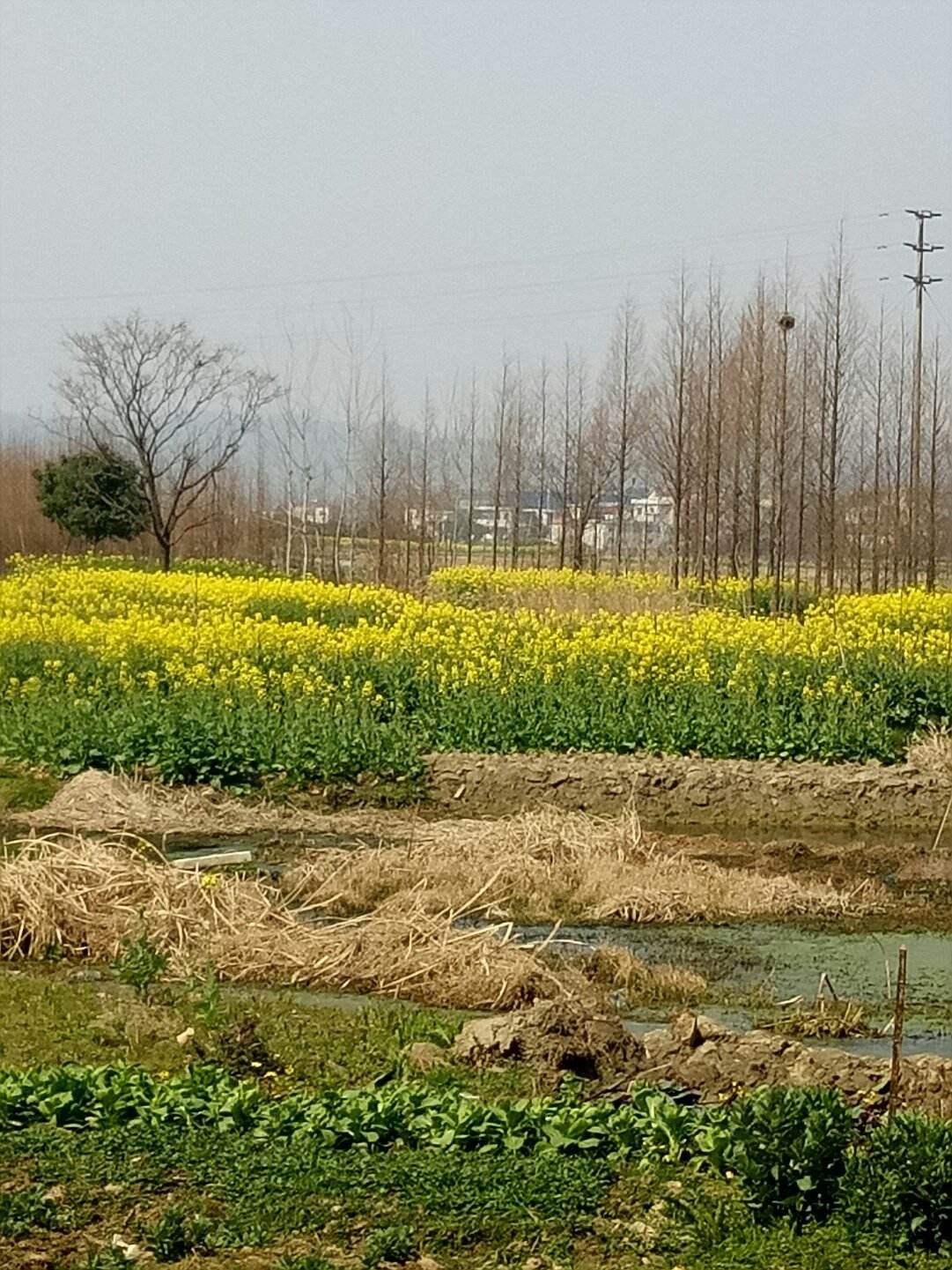 张皋镇天气预报更新通知