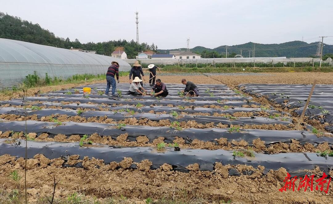 蔬菜乡绿色生态重塑项目，引领现代农业发展新篇章