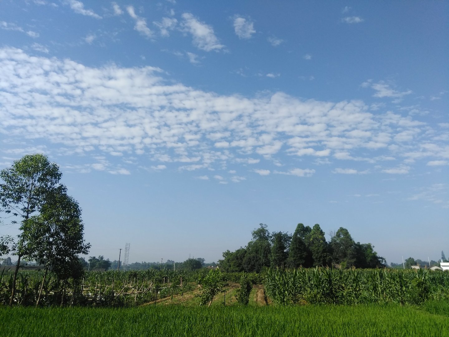 六王镇天气预报更新通知